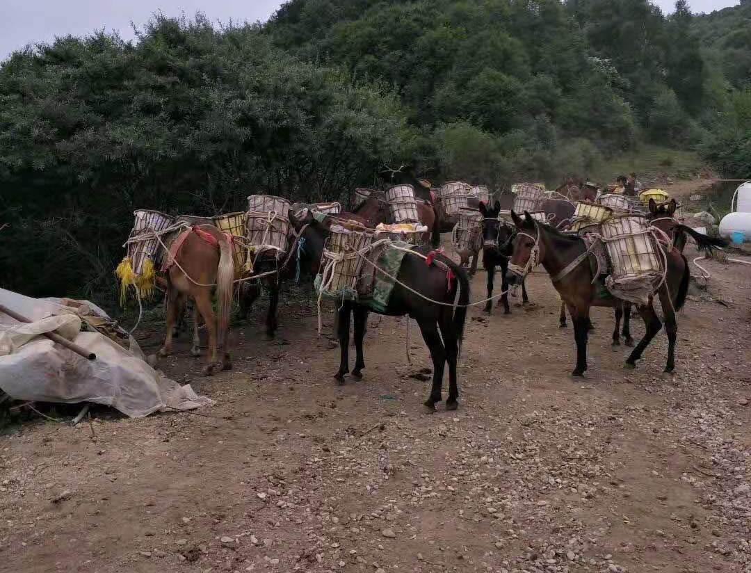 调兵山市马帮驮运