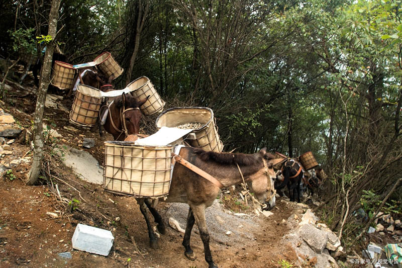 调兵山市马帮运输队