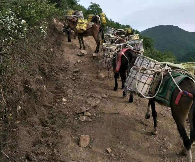 调兵山市马队运输电话