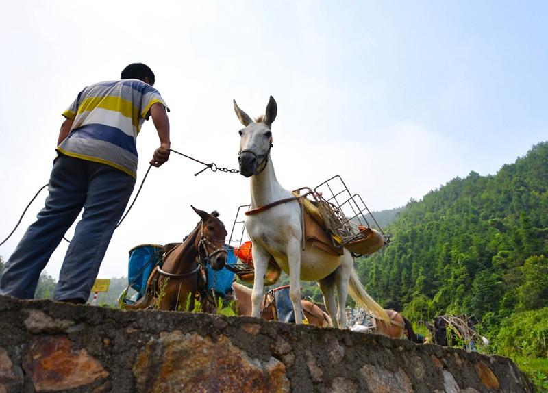 调兵山市骡马运输